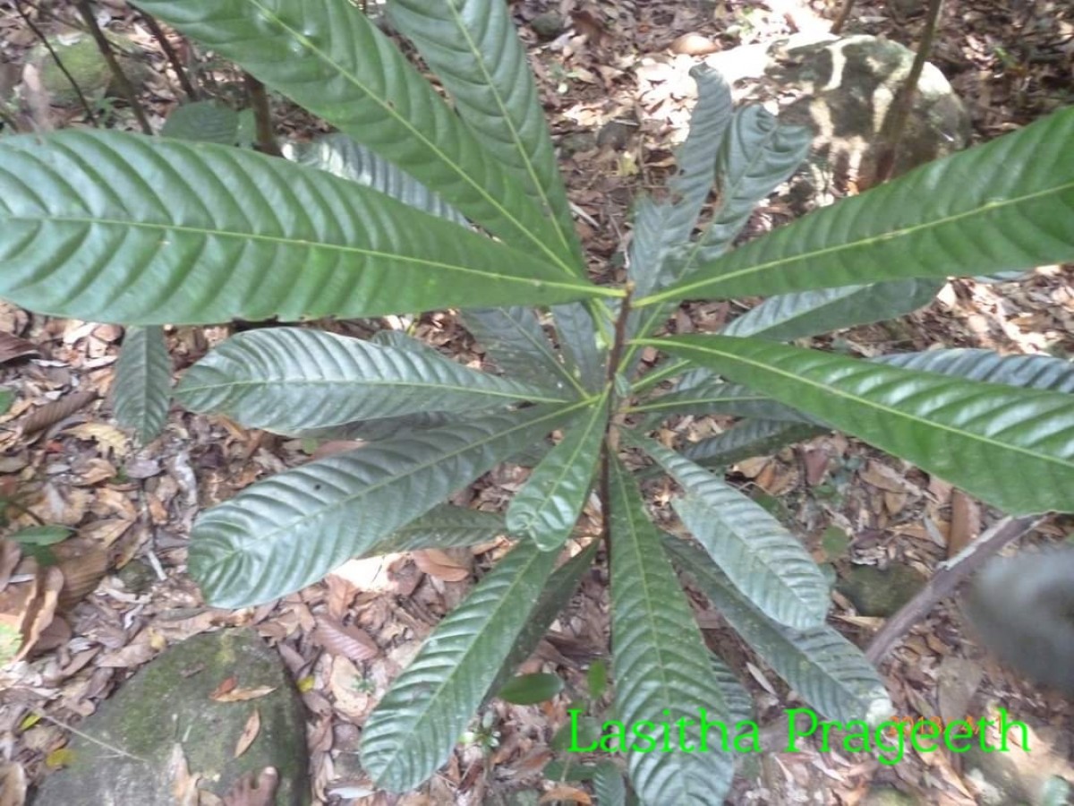 Agrostistachys borneensis Becc.